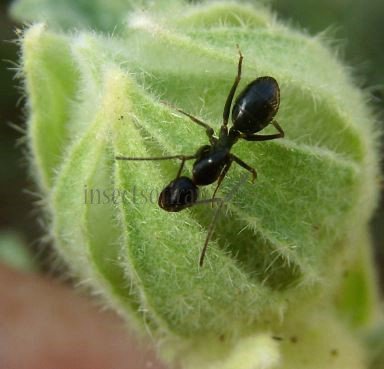 Camponotus aethiops-5
