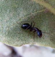Camponotus aethiops