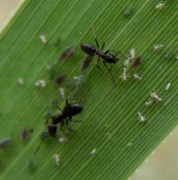 Camponotus piceus-4
