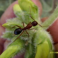 Camponotus sp-1