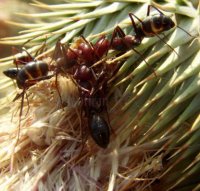 Camponotus sylvaticus