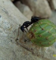 Camponotus aethiops