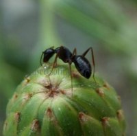 Camponotus aethiops-3