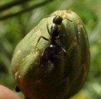 Camponotus aethiops-4