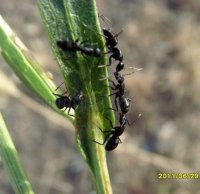 Camponotus piceus-2