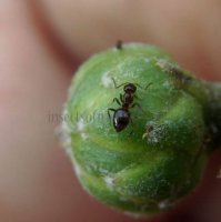 Camponotus piceus-3