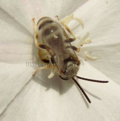 Halictus  scabiosae -5