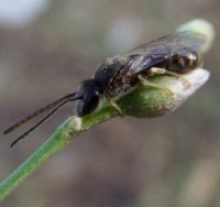 Dufourea alpina -3