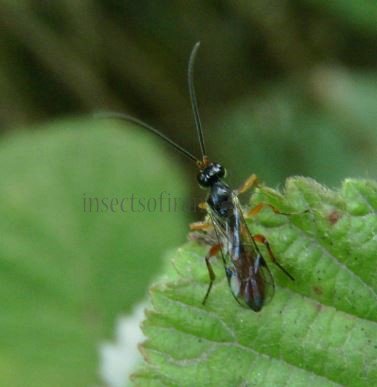 Ichneumonidae-10
