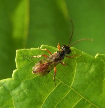 Ichneumonidae-12