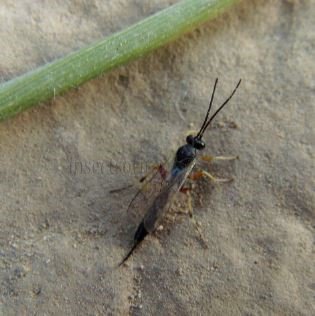 Glypta haesitator