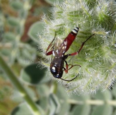 Hoplocryptus femoralis -4