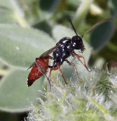 Ichneumon minutorius