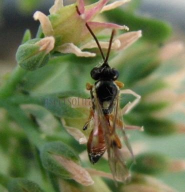 Ichneumon sarcitorius 