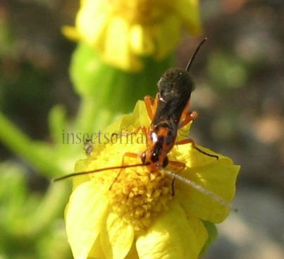 Ichneumonidae-6