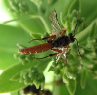 Ichneumonidae-8