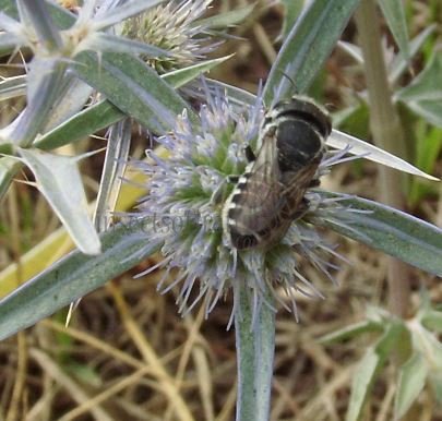 Megachile sp-3