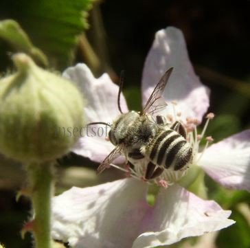 Megachile sp-8
