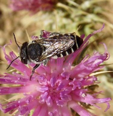 Megachile apicalis-4