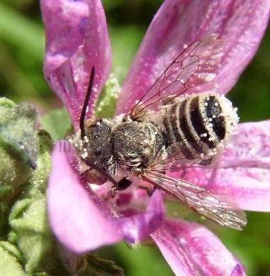 Megachile leachella -4