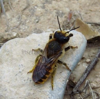 Megachile maritima-1