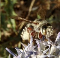 Megachile rotundata -4