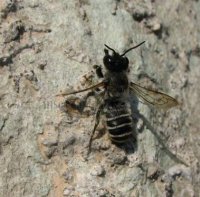 Megachile sp-1