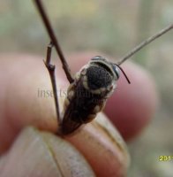 Megachilidae-4