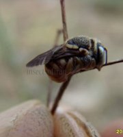 Megachilidae-5