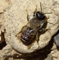 Megachile Lepeletier-1