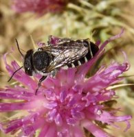 Megachile apicalis-4