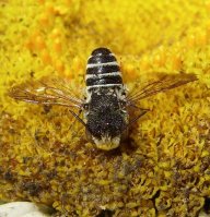 Megachile centuncularis-1