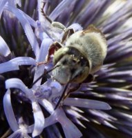 Megachile flabellipes -2