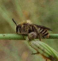 Andrena flavipes-1
