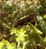 Wasps and Bees - Pompilidae