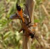 Wasps and Bees - Sphecidae