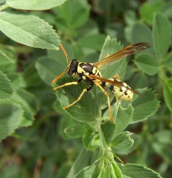 Polistes gallicus -4