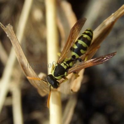 Polistes gallicus -5