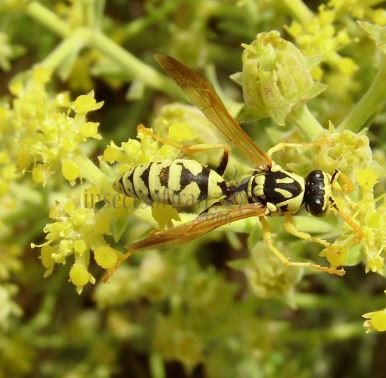 Polistes gallicus -6