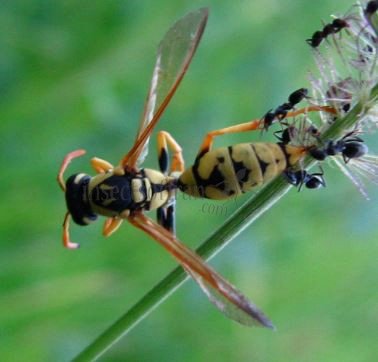 Polistes gallicus -7