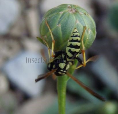 Polistes gallicus -9