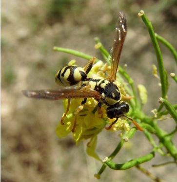 Polistes sp-1