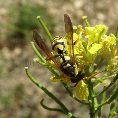 Polistes sp-2