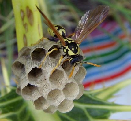 Polistes sp-3