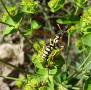 Polistes sp-4