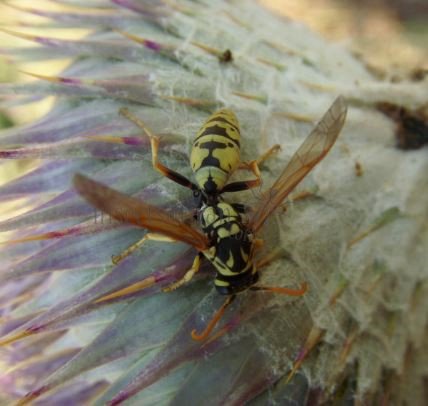 Polistes sp-5