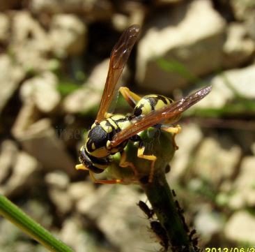 Polistes sp-6