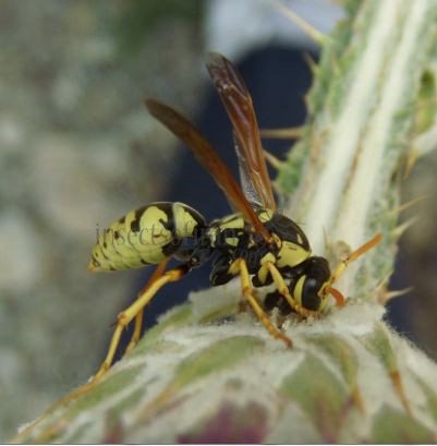 Polistes sp-7