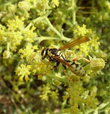 Polistes sp-8