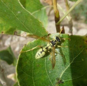 Polistes sp-9